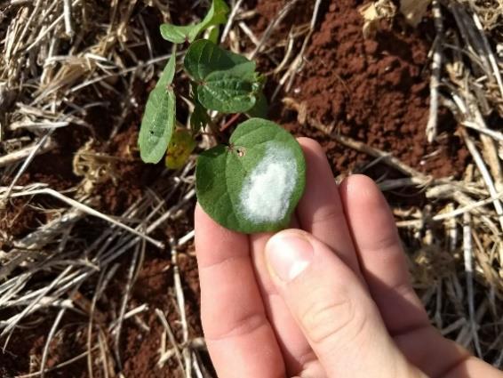 principais pragas infestantes nesse estágio a presença de tripes, mosca branca e pulgões. Também foram identificados alguns pontos com postura e eclosão de ovos de Spodoptera.