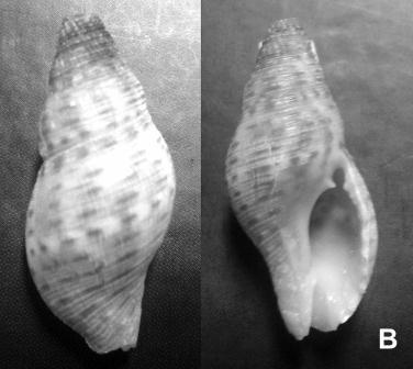 O ermitão Calcinus tibicen foi encontrado nas conchas de Astraea tecta olfersii, Leucozonia nassa e Vasula deltoidea. Foi observada ocupação diferenciada das conchas em função do tamanho do ermitão.