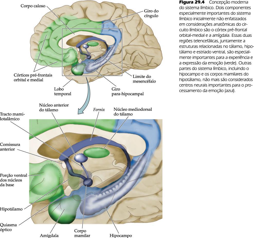 Componentes do sistema límbico: Giro do cíngulo Hipotálamo Amígdala Córtex