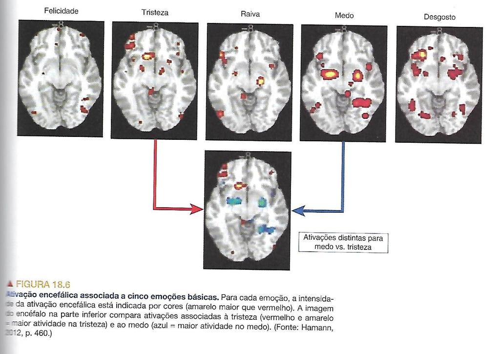 FIGURA 18.6 Ativação encefálica associada a cinco emoções básicas. Para cada emoção, a intensidade da ativação encefálica está indicada por cores (amarelo maior que vermelho).