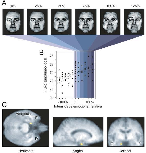 Neste experimento, fotografias de faces representando graus crescentes de emoção (A) foram apresentadas a um indivíduo durante a medida (B) e o registro da imagem (C) do seu fluxo sanguíneo cerebral