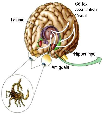 A amígdala recebe aferências de todo o neocórtex,