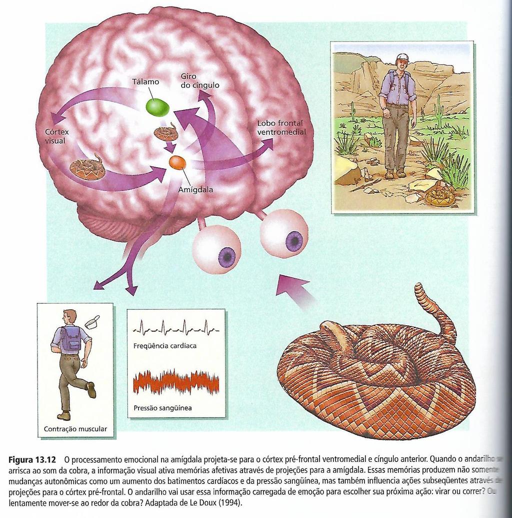 Fig 14. As duas vias de procesamento da informação emocional: cortical e subcortical.