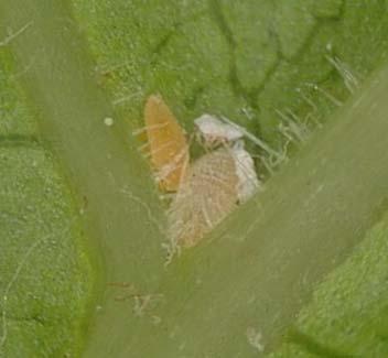 Áltica A áltica (Haltica ampelophaga Guérin & Méneville) foi observada em algumas variedades, de forma ocasional e com níveis de infestação muito reduzidos.
