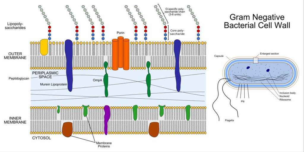 penicilina G - Mycobacterium tuberculosis