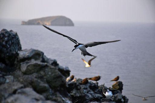 Aves marinhas Censo das colónias de aves marinhas nas Tinhosas, São