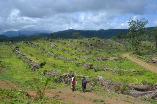 Florestas Recuperação da floresta de laurissilva nos Açores: Pico da Vara / Ribeira do Guilherme