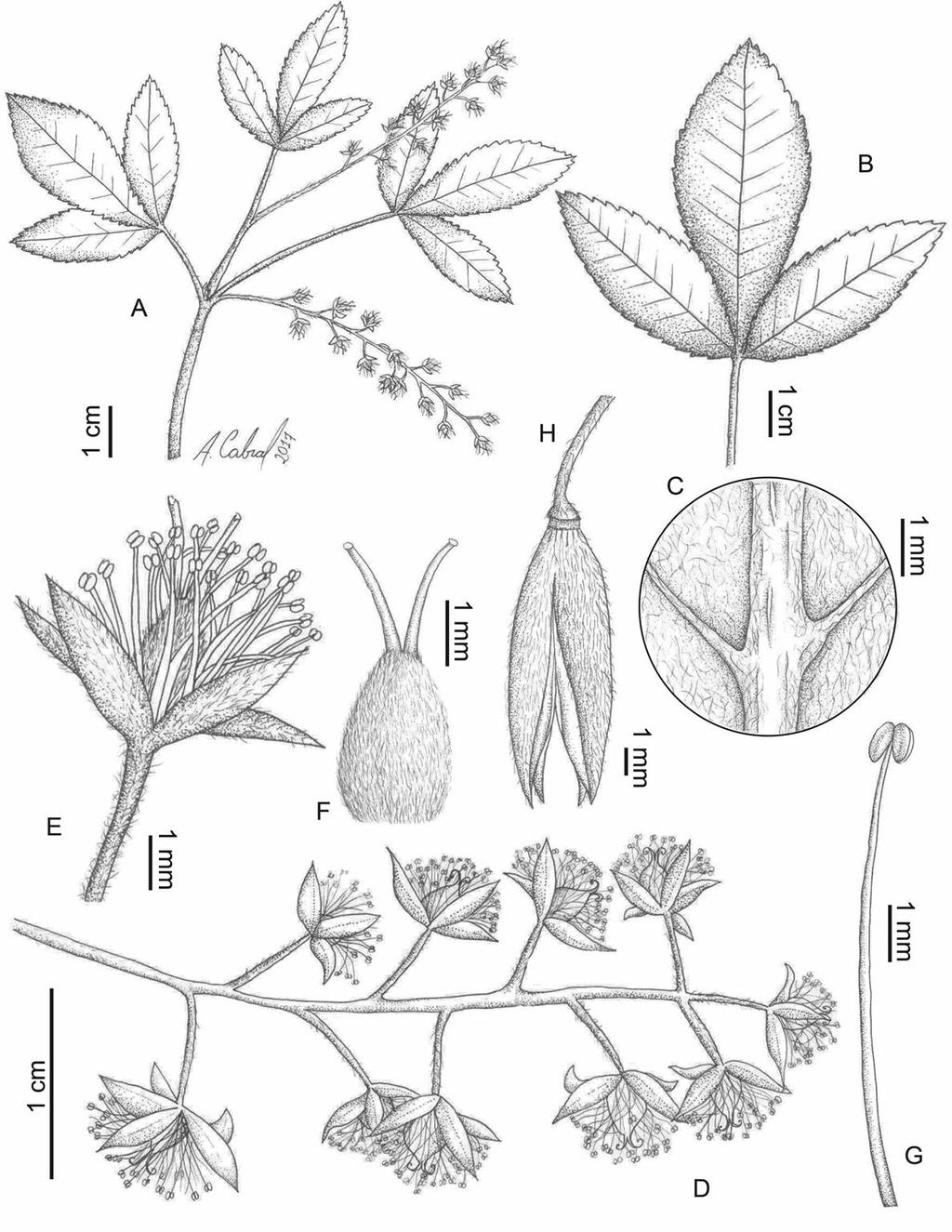 108 F. Santos-Silva, P. H. Cardoso & A. Cabral Fig. 1: Lamanonia ternata, A. Ramo florido (A. Valente 90), B. Face adaxial da folha, C.