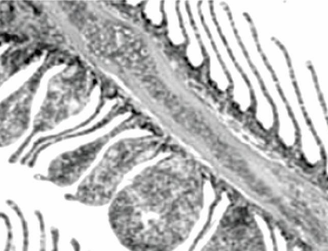 Castro et al. A B C D Figura 1. Morfologia do tecido branquial e hepático de H. malabaricus.