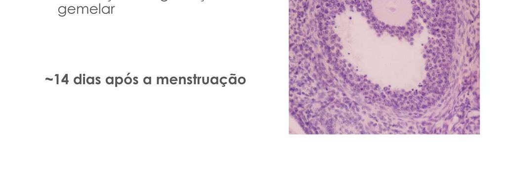 Assim, as células do folículo dominante que já estao bem