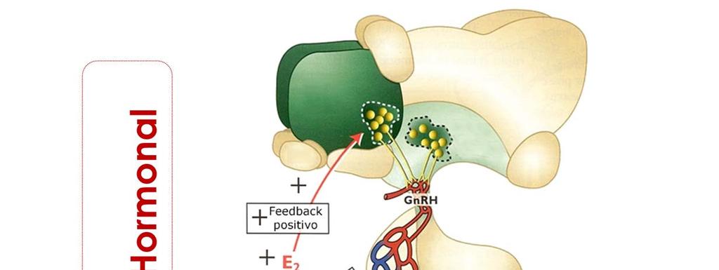 O hipotálamo libera GnRH no sistema porta hipotalâmico hipofisário.