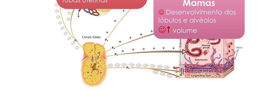 Progesterona: parece exercer a maior parte de seus efeitos pela regulação direta da transcrição gênica, através de duas proteínas receptoras específicas (A e B).