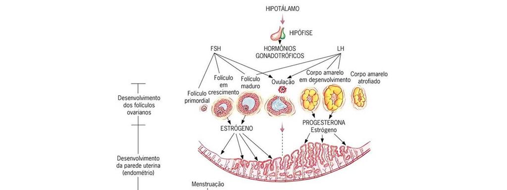 1. Proliferação Estrogênio Espessura do endométrio Secreção de muco fino e filamentoso 2.