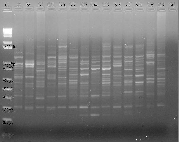 12 Diversidade genética entre plantas sexuais de Panicum maximum Jacq. acessada por Figura 1. Perfil de RAPD gerado com o primer OP2 para as 14 plantas sexuais de Panicum maximum.