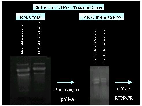 Figura 1 - Resultados típicos obtidos durante a extração dos RNAs totais e mrnas