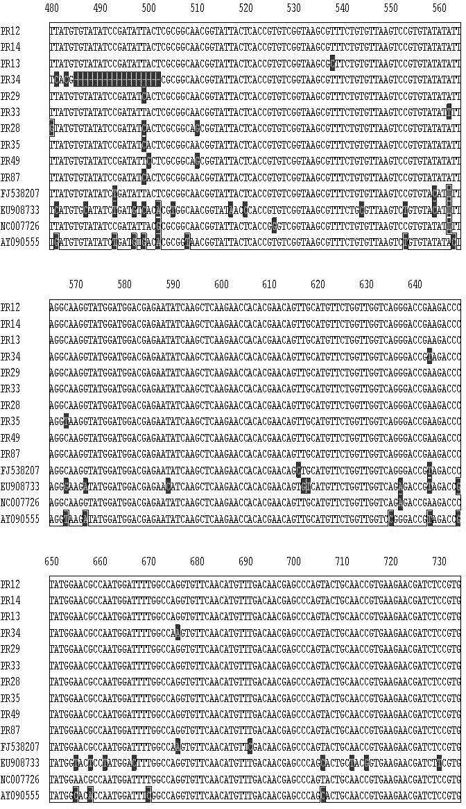 Figura 8 Alinhamento de uma sequência comum de cerca de 1070 pares de base de um segmento do DNA-A amplificado com o par de primers BegoAFor1/BegoARev1 (Ha et al.