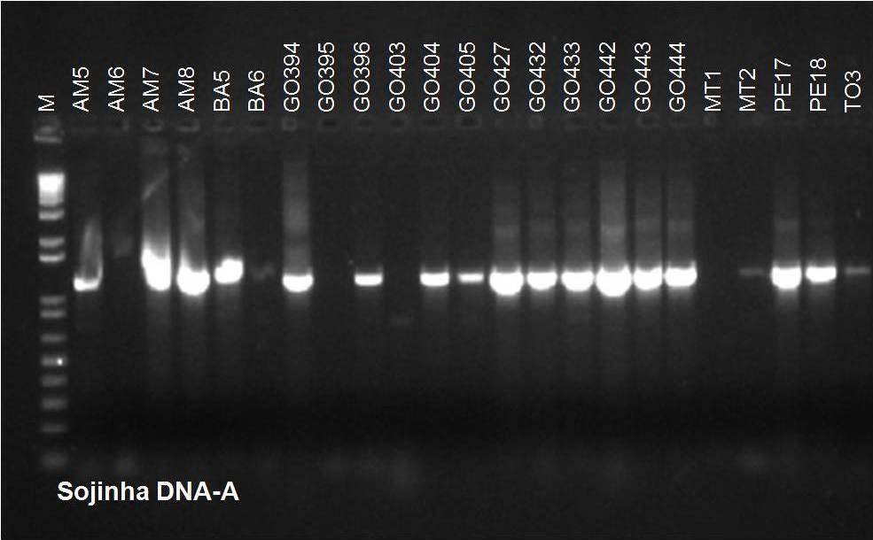 Figura 2 Amplificação via PCR de um segmento do DNA-A e amplificação via PCR de um segmento do