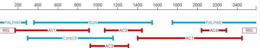 Figura 2 Diagrama do DNA-A linearizado de espécies de Begomovirus de genoma bipartido.