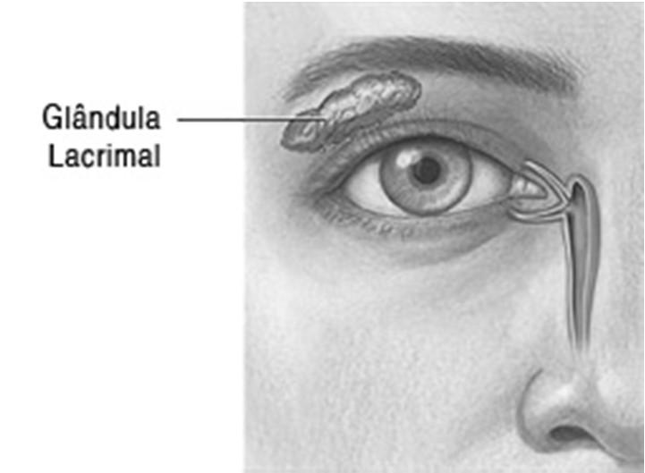 Olhos Aparelho lacrimal Palpe a borda orbitária