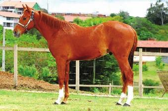 1,45cm STRANGER O' LENA HCK M P 10966 Alazão Solido - 21/09/2006 Colonels Best Freckle x Sport