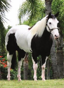 HOMOZIGOTO M P 06132 TE Castanho Tobiano - 15/06/2003 Royal Navajo x Bells Cameo ( Mr Rebellion) Vendedor: