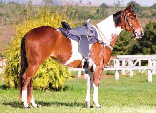 Cernelha: 1,48cm WINGFEET JET CRYSTAL HCK F P 10363 Baio Tobiano - 24/08/2006 Crystal Bueno x Miss