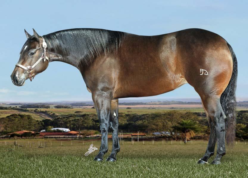 TILLY PLAYBOY LOTE 13 FRECKLES PLAYBOY JAZZY JAY LES GLO BAY Haras Motta PRINCESS NOBLE P 210004 Nasc.