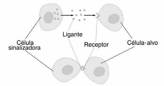 Biologia Celular I Receptores de membrana e princípios de sinalização celular I INTRODUÇÃO Em organismos multicelulares, é essencial que as células se comuniquem, possibilitando ações coordenadas.