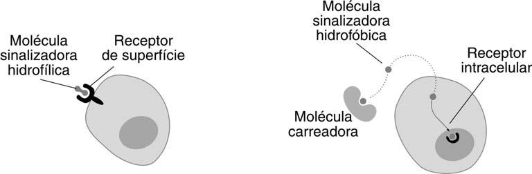 Biologia Celular I Receptores de membrana e princípios de sinalização celular I Morte celular A B C D C E Sobrevivência Figura 13.