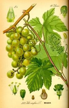 Melhoramento Genético: contribuições para a vitivinicultura nacional 20 Os primeiros registros de melhoramento genético de uva no Brasil são iniciativas privadas datadas no final do século XIX (PAZ,