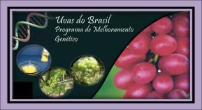 O Programa de Melhoramento de Uva mantido pela Embrapa Uva e Vinho No Rio Grande do Sul, após a iniciativa realizada na Estação Experimental de Caxias do Sul, a Embrapa Uva e Vinho, desde 1977, vem