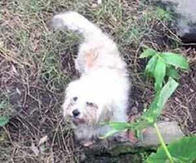 Lupo, Macho Cão Rafeiro de porte Pequeno com 9 anos..ao nosso cuidado há mais de 6 meses.