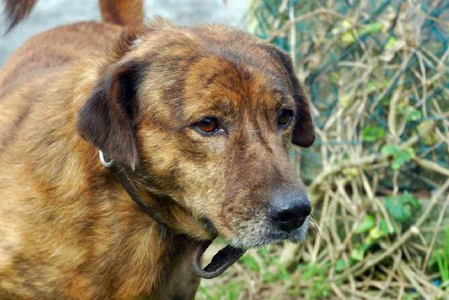 Peter, Macho Cão Rafeiro de porte Pequeno com 12 anos..ao nosso cuidado há mais de 12 anos. Alojado na ala C, box/jaula 01 Usar Referência 10536 para mais informação. http://www.portugalzoofilo.