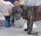 Pongo, Macho Cão Rafeiro de porte Pequeno com 5 anos.