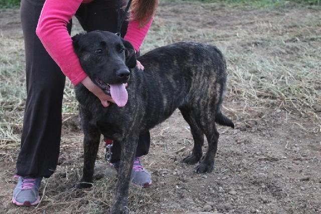 Uva, Fêmea arraçado(a) de Labrador Retriever de porte Grande com 3 anos..ao nosso cuidado há mais de 3 anos. Alojado na ala B, box/jaula 02 Usar Referência 10750 para mais informação. http://www.