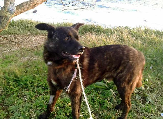 Maxi, Macho Cão Rafeiro de porte Grande com 2 anos..ao nosso cuidado há mais Alojado na ala D, box/jaula 04 Usar Referência 12177 para mais informação. http://www.portugalzoofilo.net/caes/cao.jsp?