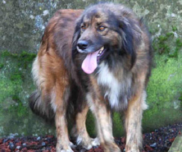 Milú, Fêmea Cão Rafeiro de porte Grande com 10 anos..ao nosso cuidado há mais de 10 anos.