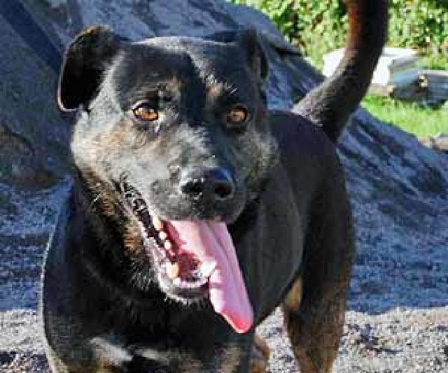 Pastor, Macho Cão Rafeiro de porte Grande com 8 anos..ao nosso cuidado há mais Alojado na ala A, box/jaula 01 Usar Referência 10541 para mais informação. http://www.portugalzoofilo.net/caes/cao.jsp?