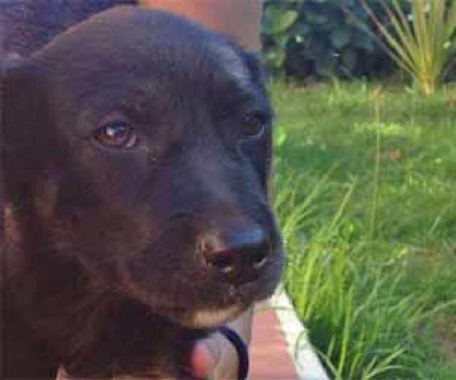 Quick, Macho Cão Rafeiro de porte Grande com 1 anos..ao nosso cuidado há mais Alojado na ala C, box/jaula 03 Usar Referência 12193 para mais informação. http://www.