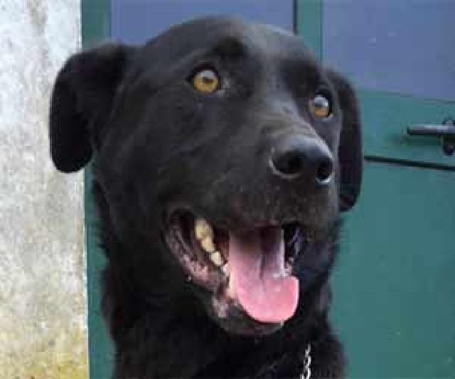 Sul, Macho Cão Rafeiro de porte Grande com 2 anos..ao nosso cuidado há mais de Alojado na ala E, box/jaula 09 Usar Referência 12178 para mais informação. http://www.