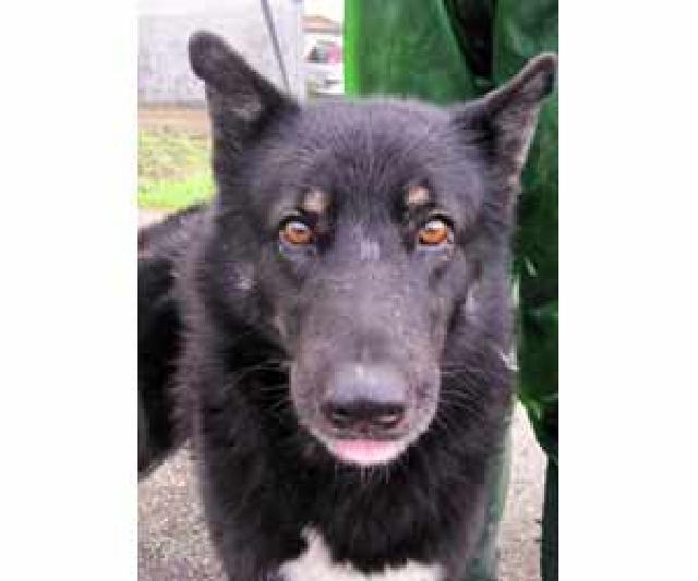 Zeus, Macho Cão Rafeiro de porte Grande com 7 anos.