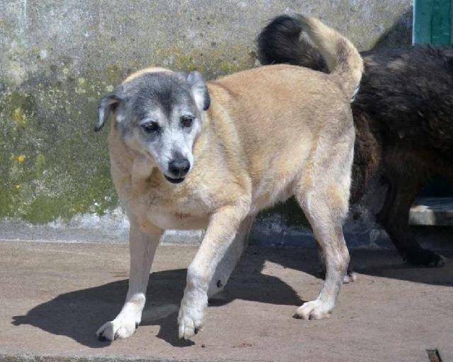 Bonequinha, Fêmea Cão Rafeiro de porte Grande com 14 anos..ao nosso cuidado há mais de 14 anos.