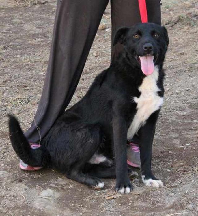 Alex, Macho Cão Rafeiro de porte Médio com 4 anos..ao nosso cuidado há mais de Alojado na ala B, box/jaula 02 Usar Referência 10485 para mais informação. http://www.portugalzoofilo.net/caes/cao.jsp?