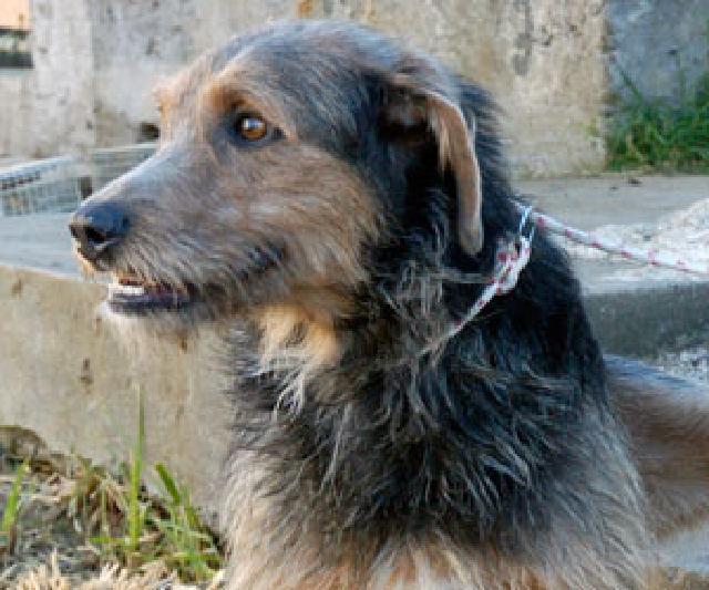 Duque, Macho Cão Rafeiro de porte Médio com 10 anos..ao nosso cuidado há mais de 10 anos. Alojado na ala B, box/jaula 01 Usar Referência 10377 para mais informação. http://www.portugalzoofilo.