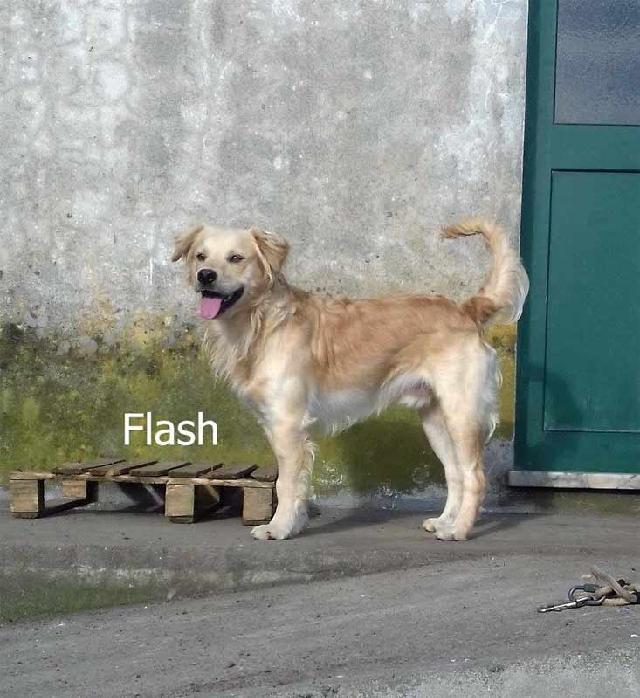 O Flash foi adoptado no mesmo dia que o Spike (a 8 de Outubro) porque os donos são vizinhos.