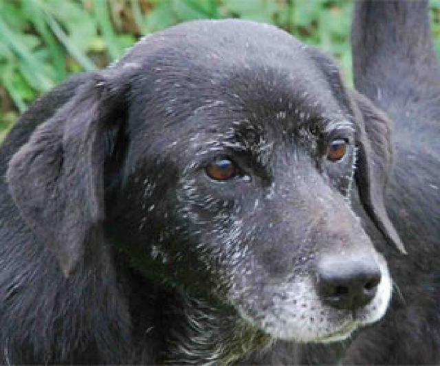 Matilde, Fêmea Cão Rafeiro de porte Médio com 10 anos..ao nosso cuidado há mais de 10 anos. Alojado na ala E, box/jaula 06 Usar Referência 10552 para mais informação. http://www.