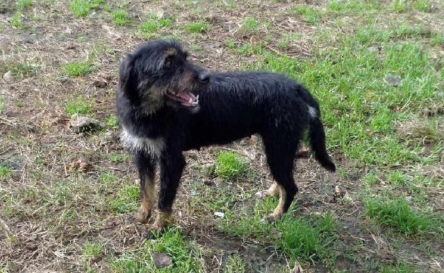 Pepita, Fêmea Cão Rafeiro de porte Médio com 4 anos..ao nosso cuidado há mais Alojado na ala B, box/jaula 05 Usar Referência 10539 para mais informação. http://www.portugalzoofilo.net/caes/cao.jsp?