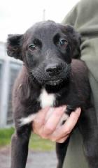 Pinhão, Macho Cão Rafeiro de porte Médio com 3 anos.