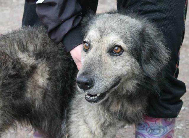 Pipo, Macho Cão Rafeiro de porte Médio com 9 anos..ao nosso cuidado há mais de Alojado na ala E, box/jaula 08 Usar Referência 10523 para mais informação. http://www.portugalzoofilo.net/caes/cao.jsp?