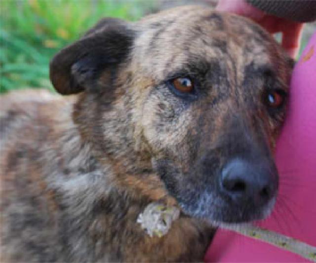 Zazu, Fêmea Cão Rafeiro de porte Médio com 13 anos.